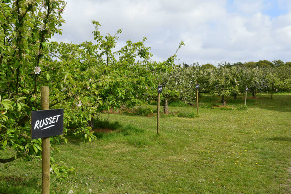 Our Orchards