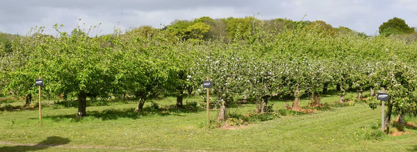 Our Orchards