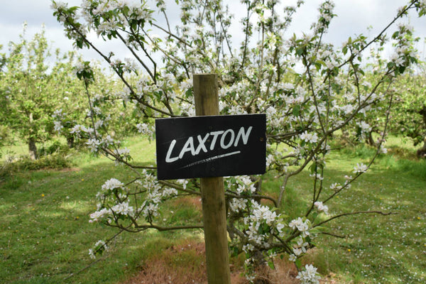 Our Orchards